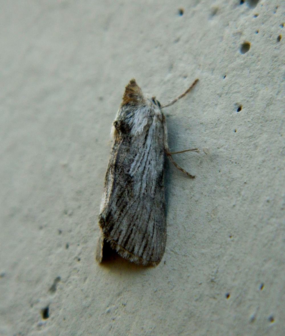 Calophasia platyptera?